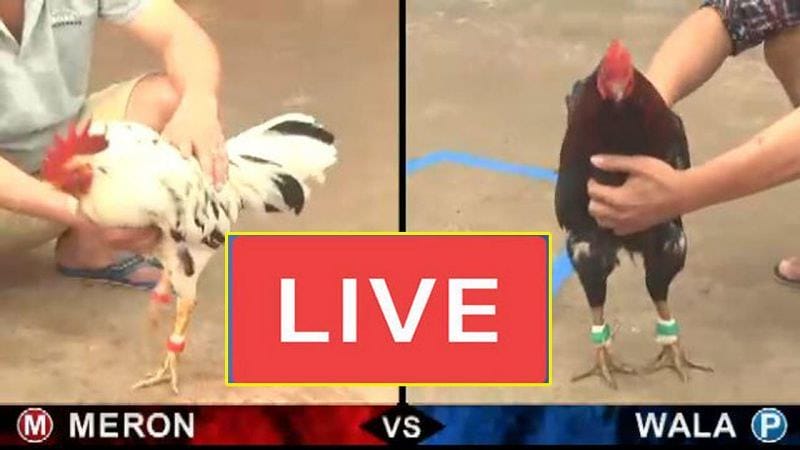 Đá Gà Trực Tiếp Tại New88 Cách Chơi Đơn Giản Mà Hiệu Quả 2024 1 Đá Gà Trực Tiếp Tại New88 Cách Chơi Đơn Giản Mà Hiệu Quả 2024