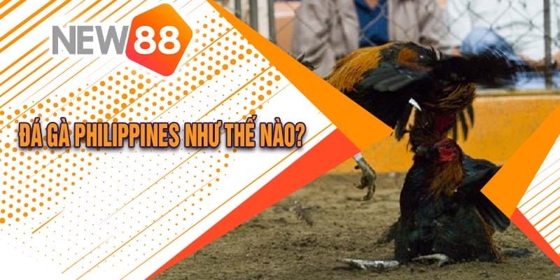 Đá Gà Philippines Tại New88 Cực Hấp Dẫn 2024 1 Đá gà Philippines như thế nào?